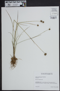 Juncus brachycarpus image