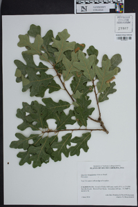 Quercus margarettae image