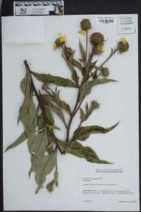 Helianthus resinosus image