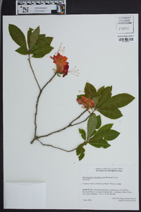 Rhododendron calendulaceum image