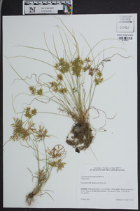 Cyperus polystachyos image