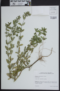 Chamaesyce hyssopifolia image