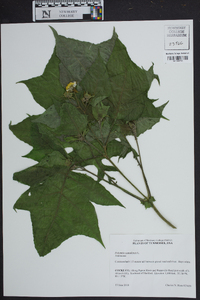 Polymnia canadensis image