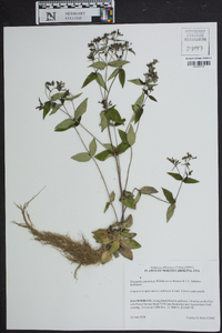 Houstonia canadensis image