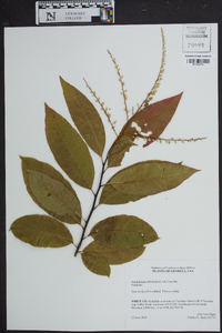 Oxydendrum arboreum image