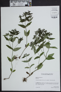 Houstonia purpurea image