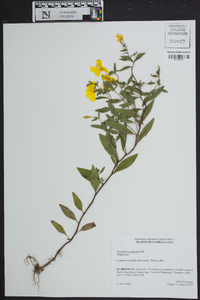 Oenothera tetragona image