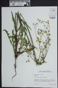 Crepis capillaris image