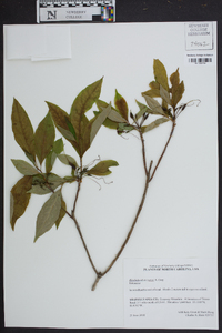 Rhododendron vaseyi image