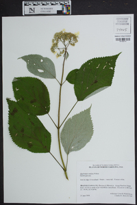 Hydrangea radiata image