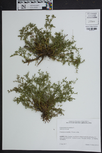 Polypremum procumbens image