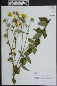 Silphium asteriscus image