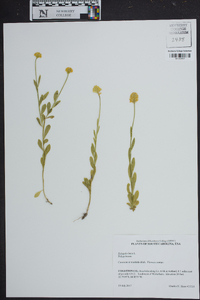 Polygala lutea image