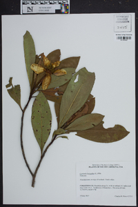 Gordonia lasianthus image