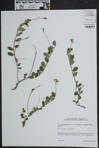 Crotalaria rotundifolia image