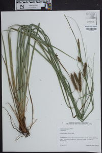 Carex glaucescens image