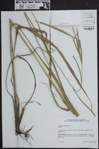 Paspalum urvillei image