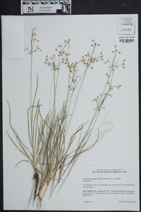 Fimbristylis annua image