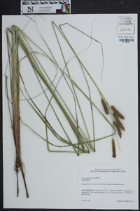 Carex glaucescens image