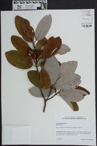 Magnolia virginiana image