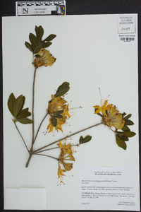 Rhododendron calendulaceum image