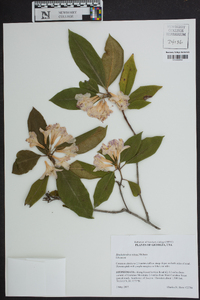 Rhododendron minus image