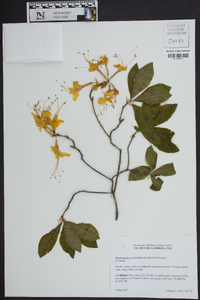 Rhododendron calendulaceum image