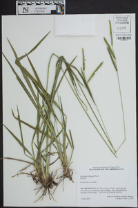 Paspalum dilatatum image