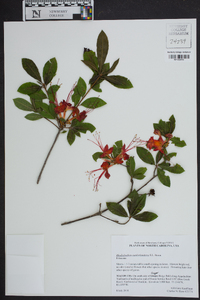 Rhododendron cumberlandense image