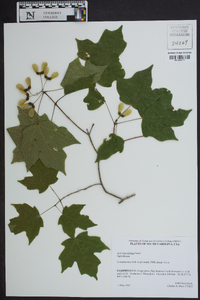 Acer leucoderme image