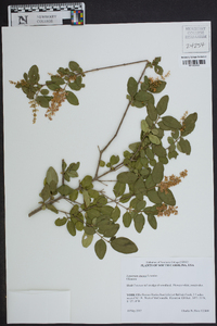 Ligustrum sinense image