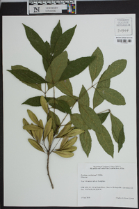 Fraxinus caroliniana image