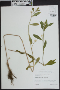 Alternanthera philoxeroides image