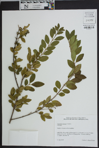 Ligustrum sinense image