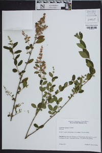 Ligustrum sinense image