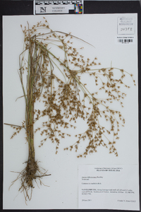 Juncus diffusissimus image