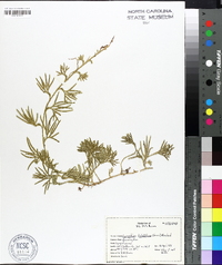 Lycopodium flabelliforme var. ambiguum image