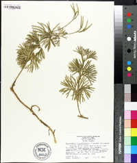 Lycopodium flabelliforme var. ambiguum image