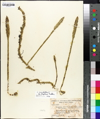 Lycopodium inundatum var. bigelovii image