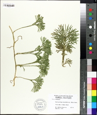 Lycopodium flabelliforme var. ambiguum image