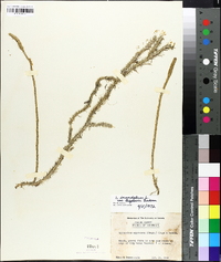 Lycopodium inundatum var. bigelovii image