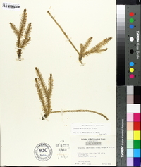 Lycopodium prostratum image