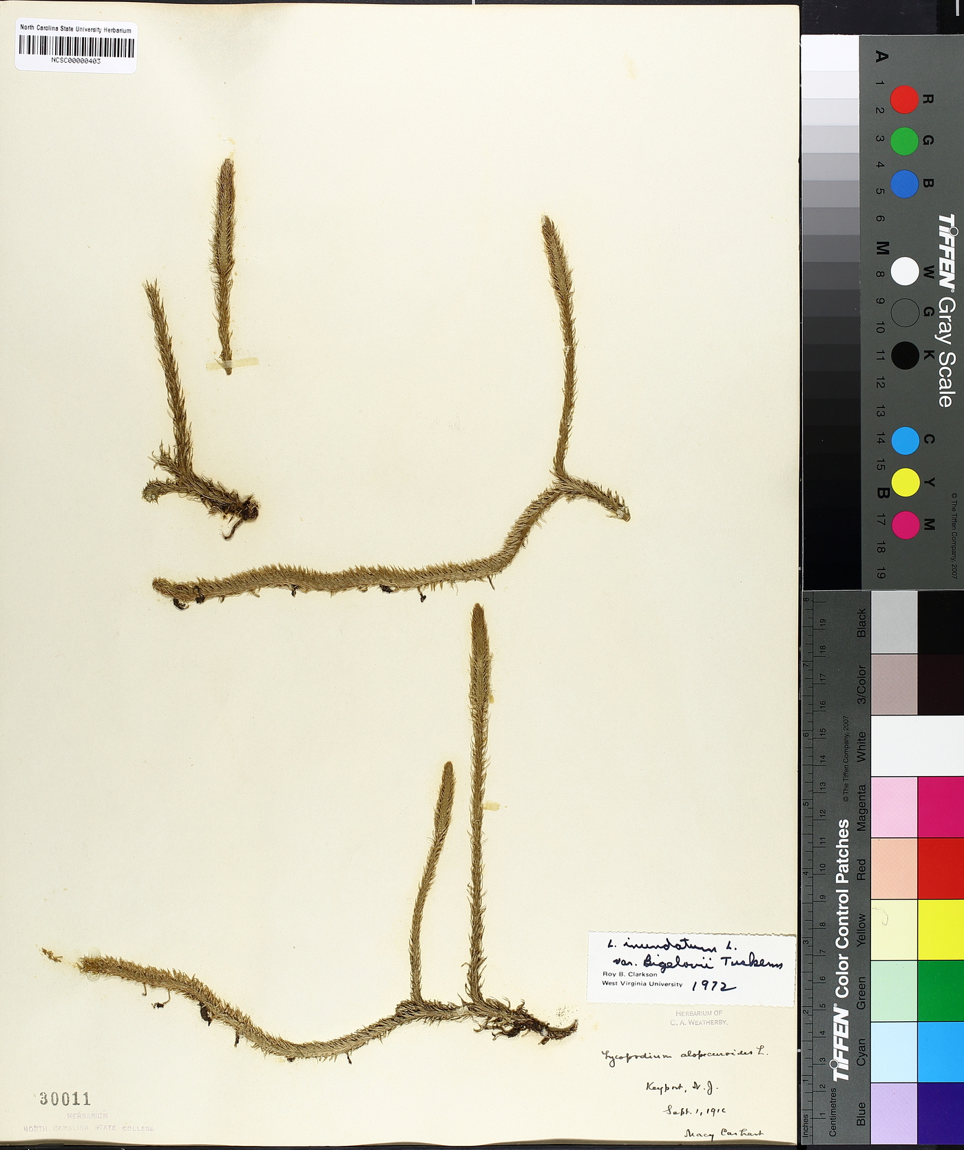 Lycopodium inundatum var. bigelovii image