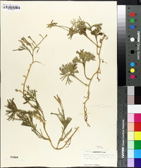 Lycopodium sabinaefolium image
