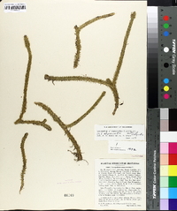 Lycopodiella alopecuroides image