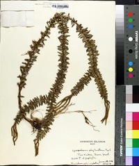 Lycopodium phyllanthum image