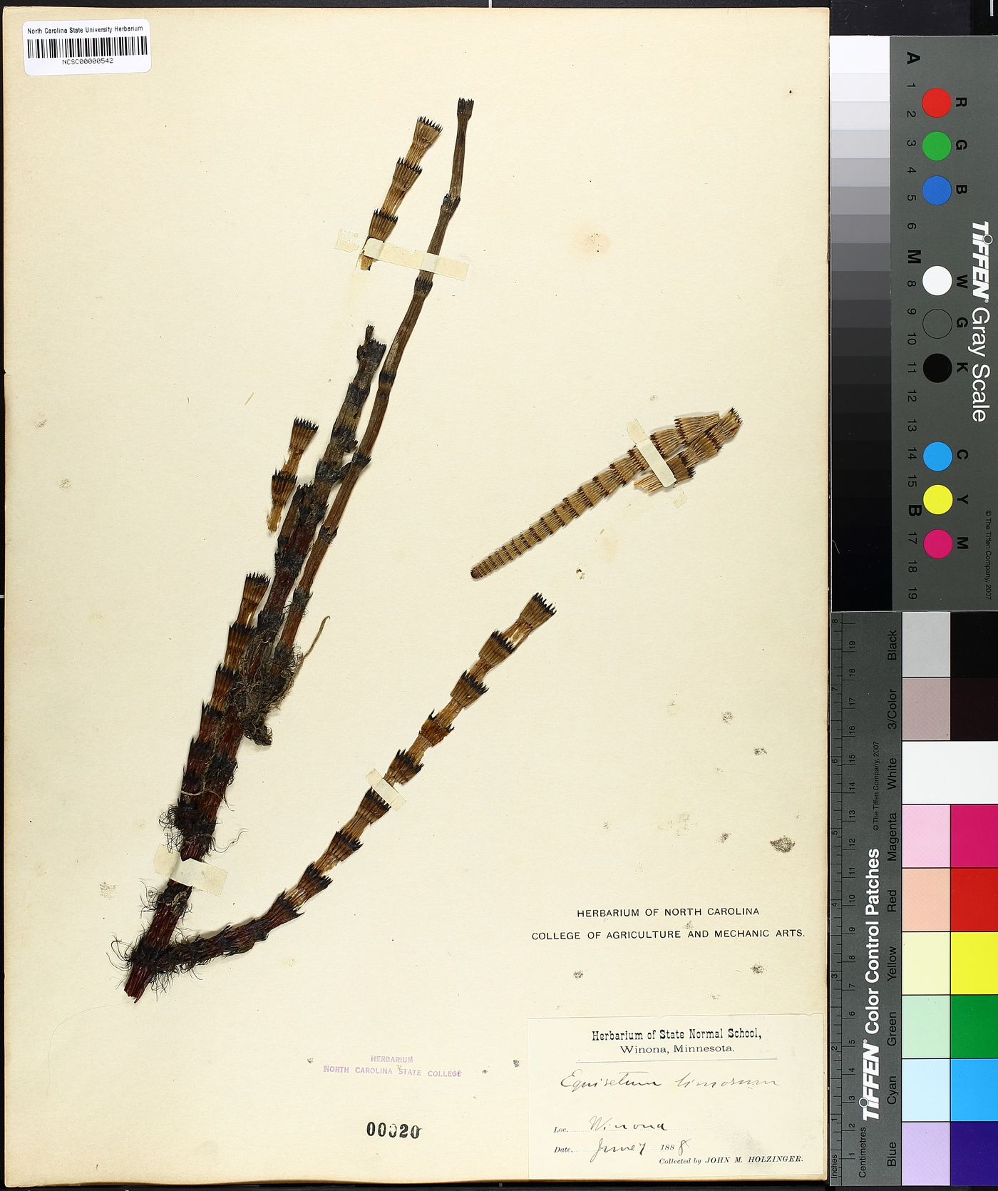 Equisetum limosum image