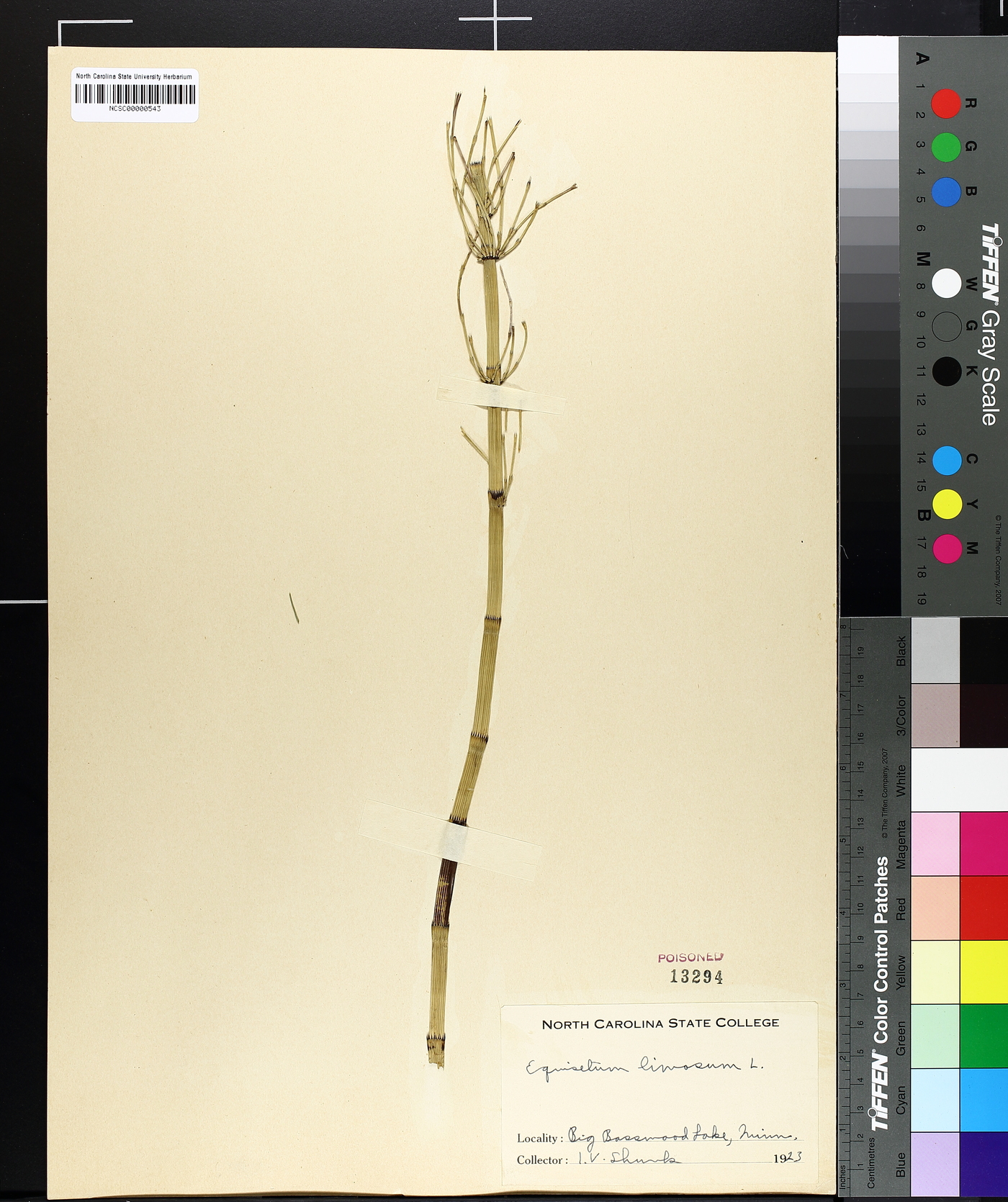 Equisetum limosum image