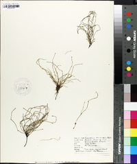 Equisetum scirpoides image