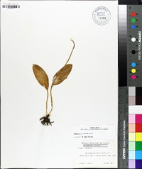 Ophioglossum engelmannii image